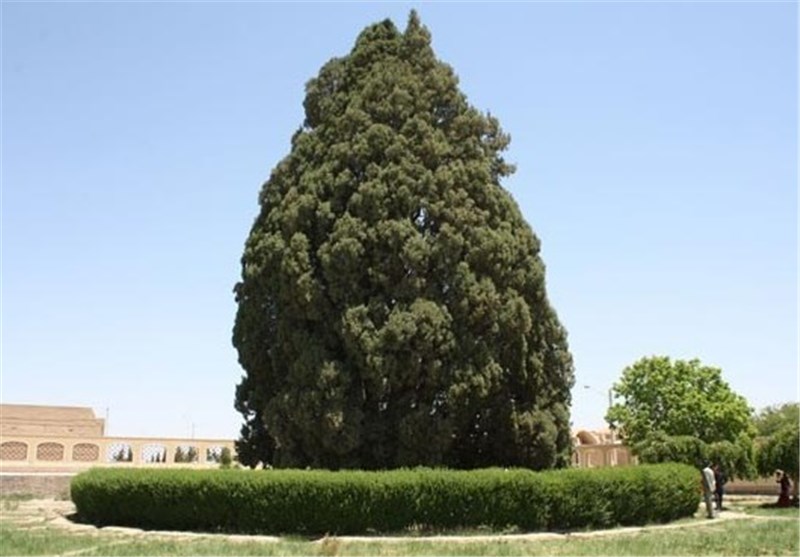 نابودی تدریجی درخت 4000 ساله