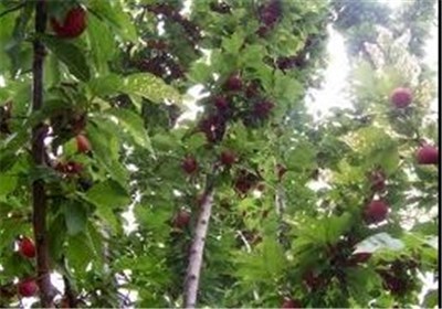 «میامی» شهرستانی که با وجود تولید نیمی از غلات استان سمنان کمتر توسعهیافته است
