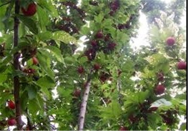 درختان میوه باغات سمنان بیمه می‌شود