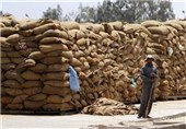 تحویل 600 تن گندم در استان فارس در نخستین روز خرید تضمینی