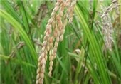 کشت ارقام برنج زودرس در مناطق کوهستانی مازندران