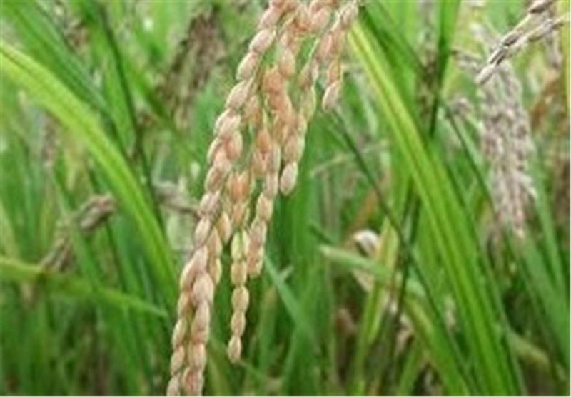 کشت ارقام برنج زودرس در مناطق کوهستانی مازندران