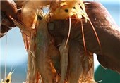 امسال 60 تن شاه‌میگو در استان آذربایجان‌غربی تولید می‌شود