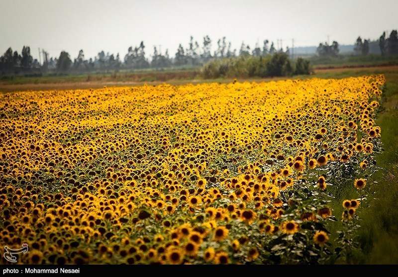 مزرعه آفتابگردان-استان گلستان