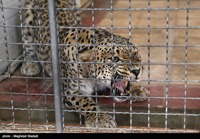 بوشهر میزبان نخستین منطقه مرجع پایش وضعیت پلنگ ایرانی