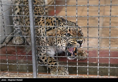 Dental Surgery on Persian Tiger