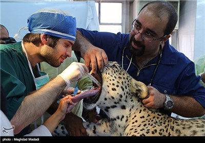 Dental Surgery on Persian Tiger