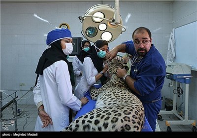 Dental Surgery on Persian Tiger