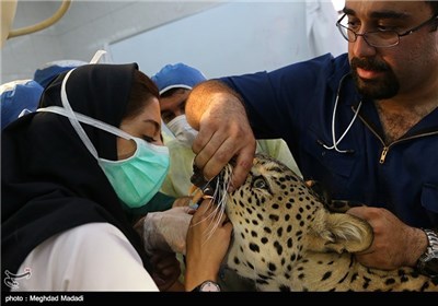 Dental Surgery on Persian Tiger