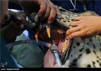 Dental Surgery on Persian Tiger