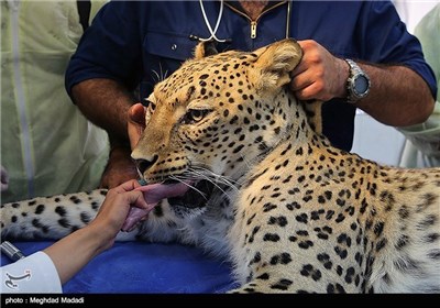 Dental Surgery on Persian Tiger