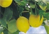 اجرای طرح کاشت درختان میوه در منازل/ راه اندازی نهضت توسعه پایدار در مازندران