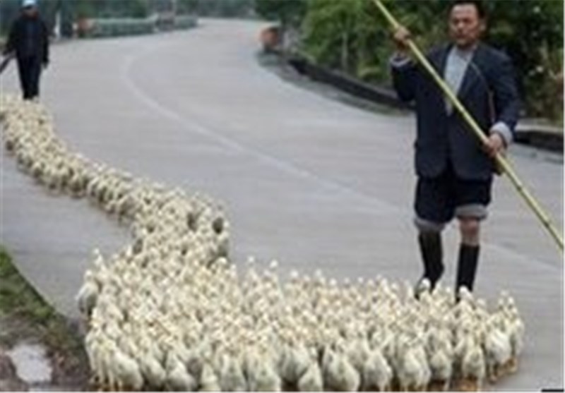 Bird Flu Strain in China Passed Between Humans