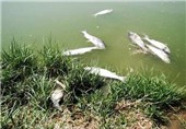 مسئول مرگ 2میلیون ماهی در سدفشافویه شرکت آب و فاضلاب است
