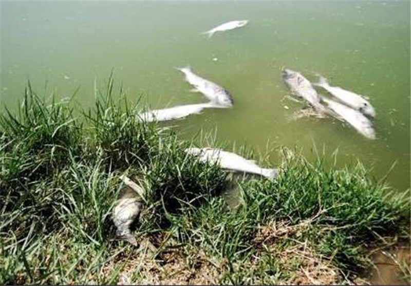 علت مرگ‌ و میر ماهیان دریاچه شورابیل توسط کارشناسان بررسی می‌شود