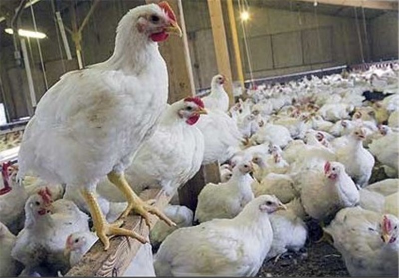 تولید 10 هزار تن مرغ گوشتی در چهارمحال و بختیاری