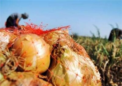 بیش از ۲۰۰۰ تن پیاز ‌از کشاورزان دزفولی خریداری شد‌