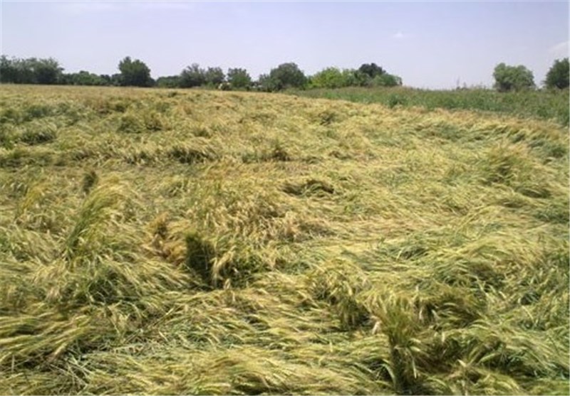 خشکسالی 250 میلیارد تومان به مزارع اردبیل خسارت زد