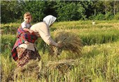 سود 6000 تومانی برنج شمال در جیب دلالان تهرانی/برنج هند و پاکستان آلوده به سم آرسنیک است