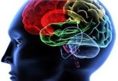 Larger Brains Do not Lead to High IQs