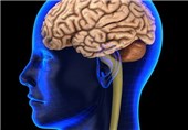 چرا مغز انسان دو نیمکره دارد؟
