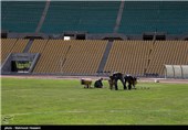 آماده سازی چمن ورزشگاه تختی تهران در آستانه بازی نفت تهران و پرسپولیس از سری مسابقات لیگ برتر فوتبال