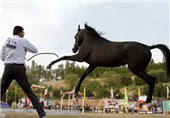 چهارمین جشنواره زیبایی اسب عرب در کرمان آغاز شد