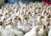 برنامه‌ریزی برای تولید 29 هزار و 579 تن گوشت مرغ آماده در مازندران