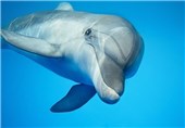 حفاظت از دلفین‌های خلیج ​فارس زیر​ذره‌بین