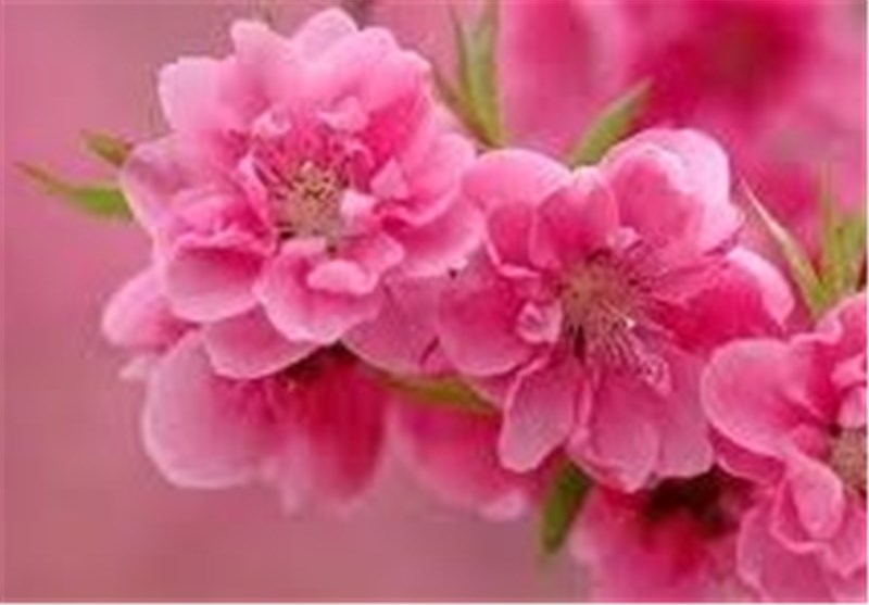 راه‌اندازی دبیرخانه دائمی جشنواره گل و گلاب کاشان