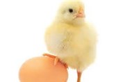 بیش از 8 هزار تن تخم مرغ از قزوین صادر شد
