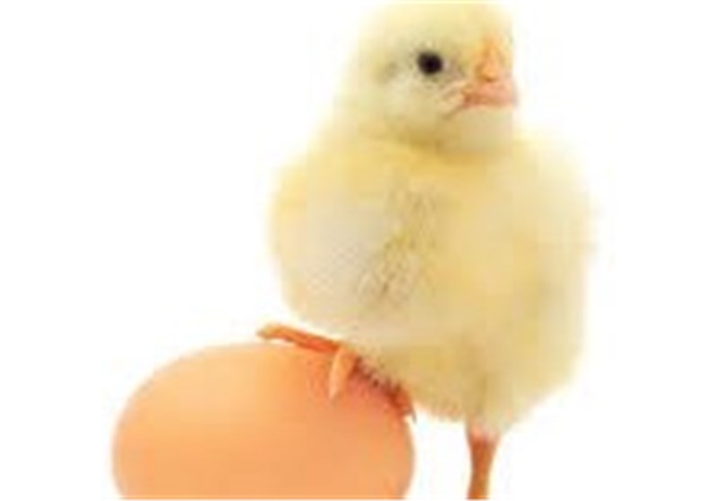 روزانه 15 تن تخم مرغ در استان قزوین توزیع می‌شود