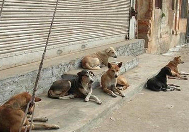 وجود سگ‌های ولگرد تهدیدی برای سلامت مردم شیراز؛ ماهانه 250 سگ ولگرد جمع‌آوری می‌شود