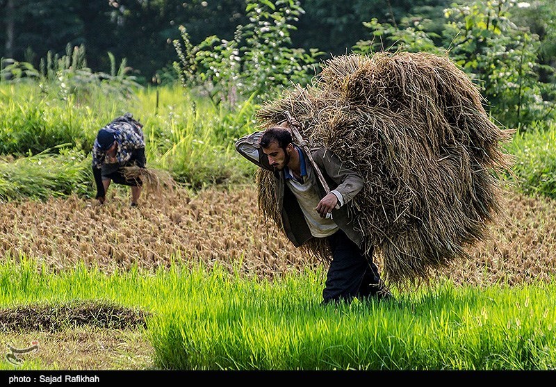 کشف 500 شالیزار برنج با قدمت 2500 سال