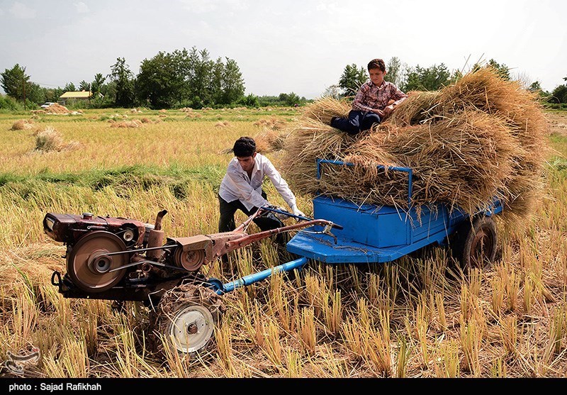 انتقال شالی از شالیزارهای برنج در گیلان