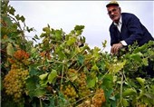 تولید انگور در خراسان شمالی 20 درصد افزایش یافت