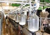 شیر و گوشت با قیمت تمام شده از دامدار خریداری شود