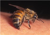 افزایش تلفات نیش زنبور قاتل در چین به 41 کشته