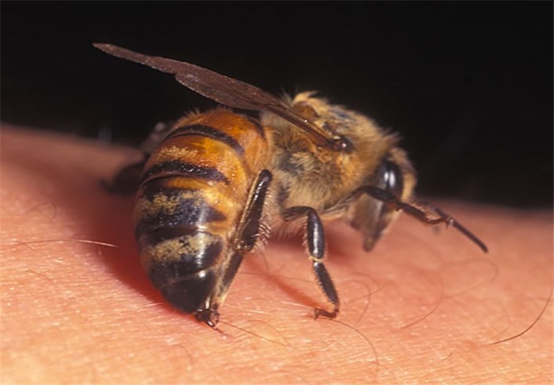 زنبور درمانی منشا علمی ندارد