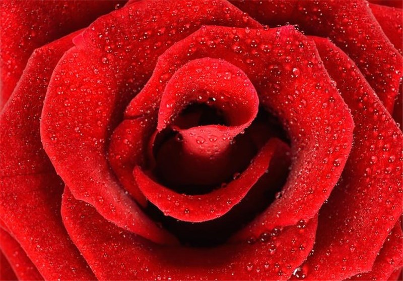 Controlling Wettability: Sticky Tape for Water Droplets Mimics Rose Petal