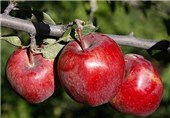 تولید سیب در آذربایجان غربی کاهش یافت