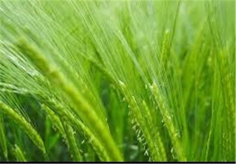 8 مرکز خرید گندم در شهرستان سبزوار فعال می‌شوند