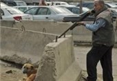 خوزستان| جنجال سگ‌های ولگرد به شورای شهر بندر ماهشهر کشیده شد