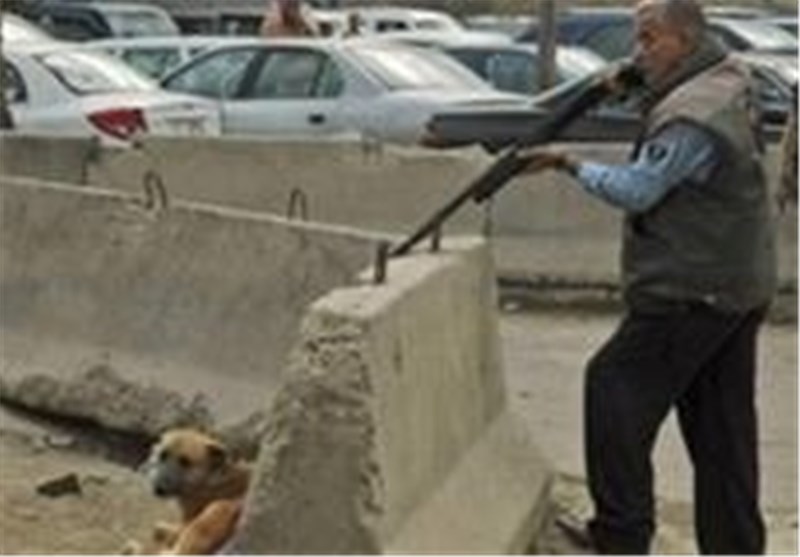 خوزستان| جنجال سگ‌های ولگرد به شورای شهر بندر ماهشهر کشیده شد