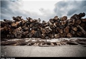 برداشت چوب از جنگل‌های مازندران کاهش یافت