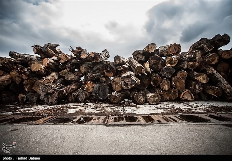 برداشت چوب از جنگل‌های مازندران کاهش یافت
