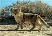 جریمه 20 میلیون تومانی در انتظار شکارچیان گربه شنی