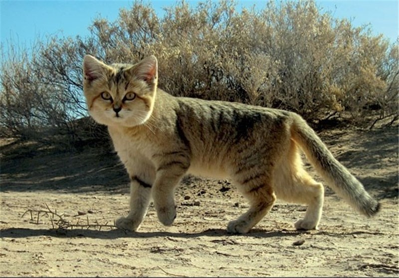 شناسایی بیش از 30 گربه شنی در شهرستان ایرانشهر
