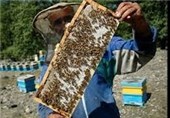 ارزش افزوده اقتصاد زنبورداری در استان ایلام را نادیده نگیریم