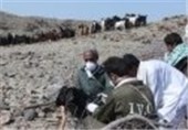 افزایش 12 درصدی مایه‌کوبی گوسفند و بز علیه بیماری تب مالت در سیستان و بلوچستان